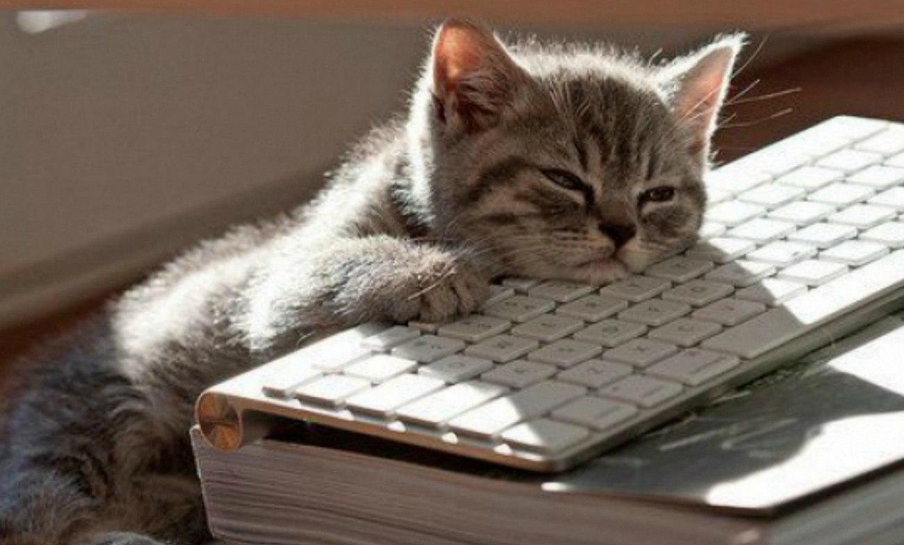 Скажи в натуре. Кот на клавиатуре. Коты на клавиатуре. Котенок за компьютером. Печатающий кот.