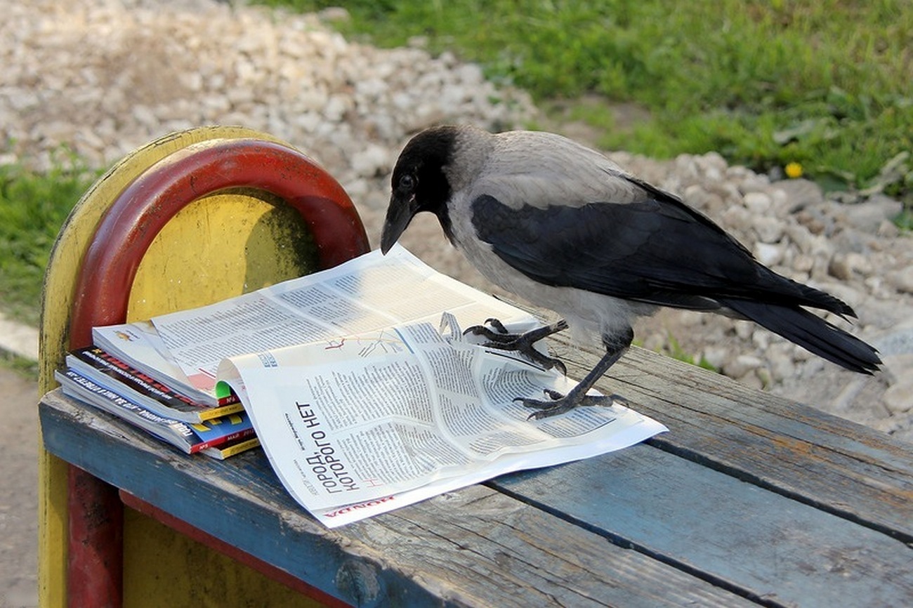 Черные птицы читать. Серая ворона птица. Ворона городская. Ворон умная птица. Самая умная птица.