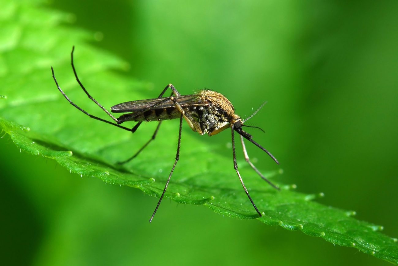 Чем мазать укусы комаров: проверенные средства после укусов насекомых