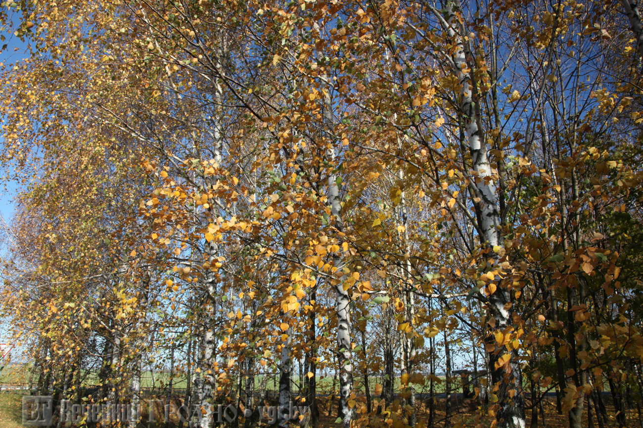 Золотом заполыхала листва место сбора. Букет опавших листьев в открытом доступе.
