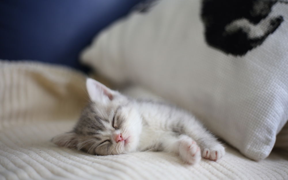 Минутка хорошего настроения — кот тоже хочет спать — Вечерний Гродно