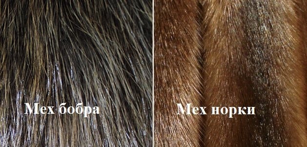 Сравнение меха бобра и норки