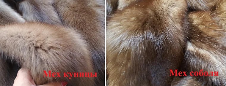 Сравнение меха куницы и соболя