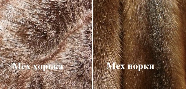Сравнение меха хорька и норки