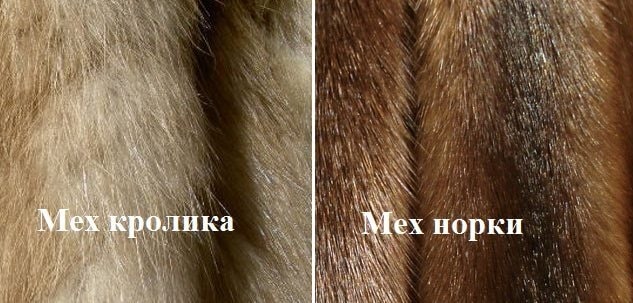 Сравнение меха кролика и норки